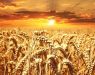 Светските цени на пченицата достигнаа рекордно високо ниво