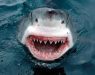 Затворена плажа во Њујорк, ајкула нападна спасител