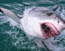 ХОРОР! АЈКУЛА ОДГРИЗА ГЛАВА НА НУРКАЧ: Рибари гледале како ајкула ја џвака главата – но немале како да го спасат