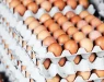 Како да препознаете квалитетни јајца?