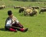 Србија е единствената земја во регионот која го зголеми производството на овчо и козјо месо