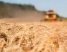 Србија на крајот на јуни ќе има рекорден вишок на пченица од најмалку 1,3 милиони тони