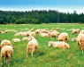 Масакр од невидени размери: Фармер од Австралија се подготвува да заколи 3.000 овци, а причината е многу тажна (ФОТО)