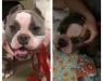 Погледнете го хит видеото од TikTok кое го расплака светот: Жена спаси куче од патот