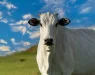 Оваа крава е продадена за 4,8 милиони долари, еве што ја прави посебна