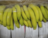 Во супермаркети во Германија пронајдени над 100 килограми кокаин во пратките со банани