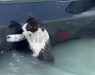 Спасено маче во поплавите во Дубаи, се држело за вратата на автомобил (ВИДЕО)
