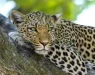 Мајка го спаси своето двегодишно дете од челустите на леопард во Замбија