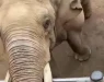 Видеото од слонот стана хит на социјалните мрежи: Детска сандала падна во кафез, а таа инстантно покажа колку е интелегентна (ВИДЕО)