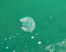 „ПОРАДИ ТОПЛАТА ВОДА ПЛИВААТ НА ПОВРШИНАТА“ Огромни медузи повторно фотографирани во Јадранското Море (Видео)