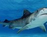 Сина ајкула тешка 200 килограми уловена во Будва