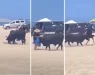 ВИДЕО | Бесниот бик ја фрлил како партал: „Жената ја молеле да се тргне од патот, но таа не ги послушала“