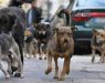 Тројца скопјани искасани од бездомни кучиња