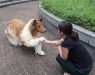 Јапонецот кој потроши 14.000 евра за да „стане“ куче повторно шокира: Сега фантазира за панда или мечка