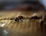 Денеска е светски ден на пчелите, инсекти од кои буквално зависи животот на сите жители на нашата планета