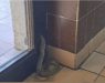 Змија прошета во мензата на студентскиот дом „Стив Наумов“