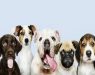 Кои раси на кучиња живеат најдолго?