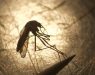 Европа под сѐ поголема закана на тигрести комарци кои предизвикуваат денга