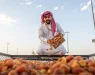 Во Саудиска Арабија се одржува најголемиот фестивал на урми во светот, кој собира илјадници посетители