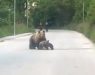 (Видео) Мечка и две мечиња се појавија на пат во Маврово