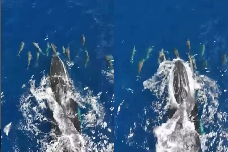 Неверојатна сцена снимена во Исланд: Китовите и делфините уживаат играјќи си заедно во океанот