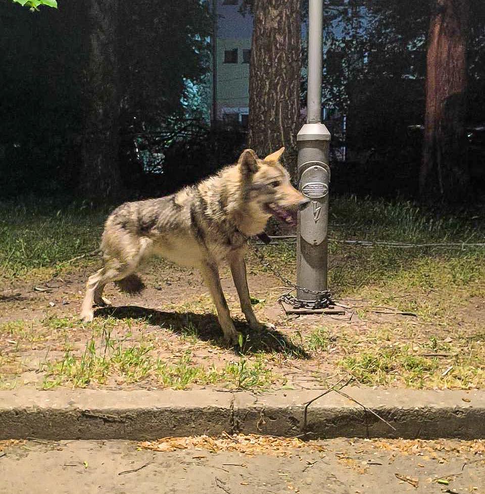 (Фото) Се огласи градоначалникот на Скопје откако беше заловен незаконски чуван волк во скопско Козле