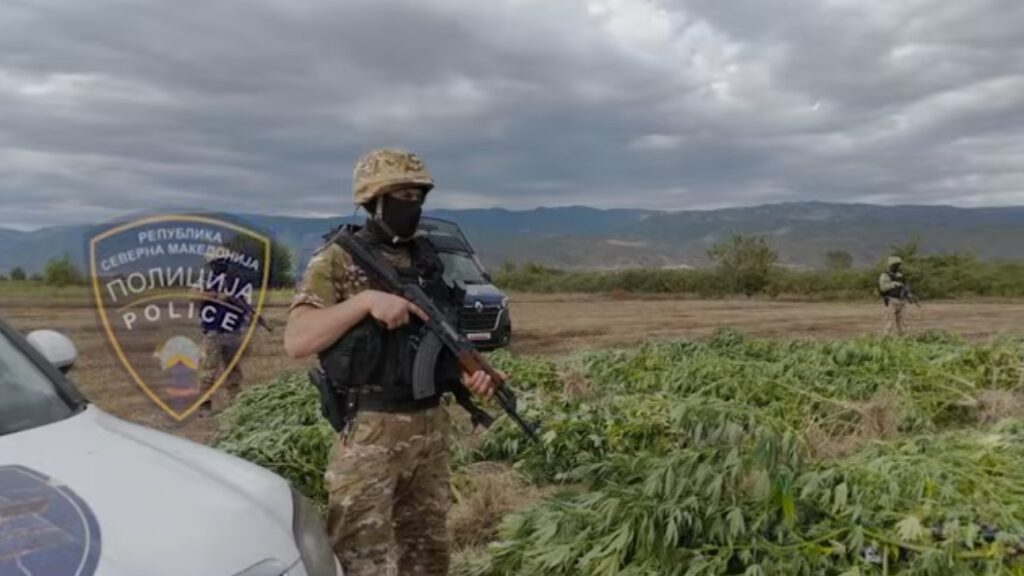 (Видео) Струмичката полиција откри нелегална плантажа и заплени околу 680 килограми марихуана – две лица се приведени